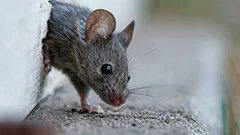 Ecco come liberarsi dei topi senza fatica: questo odore farà scappare i roditori