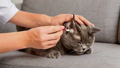 Zoologo: come e con cosa pulire correttamente le orecchie del gatto a casa