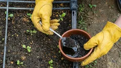 Come usare i fondi di caffè nell’orto: un fertilizzante semplice ed efficace