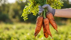 Quale varietà di carota scegliere per un raccolto abbondante: carote gustose garantite