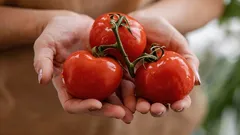 I pomodori del supermercato diventeranno dolci e profumati come quelli dell’orto: dove metterli?