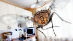 Da fare in primavera: un ingrediente che salva la casa da mosche e larve